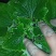 瓜叶菊基地直发质量保证数量充足现货出售欢迎咨询