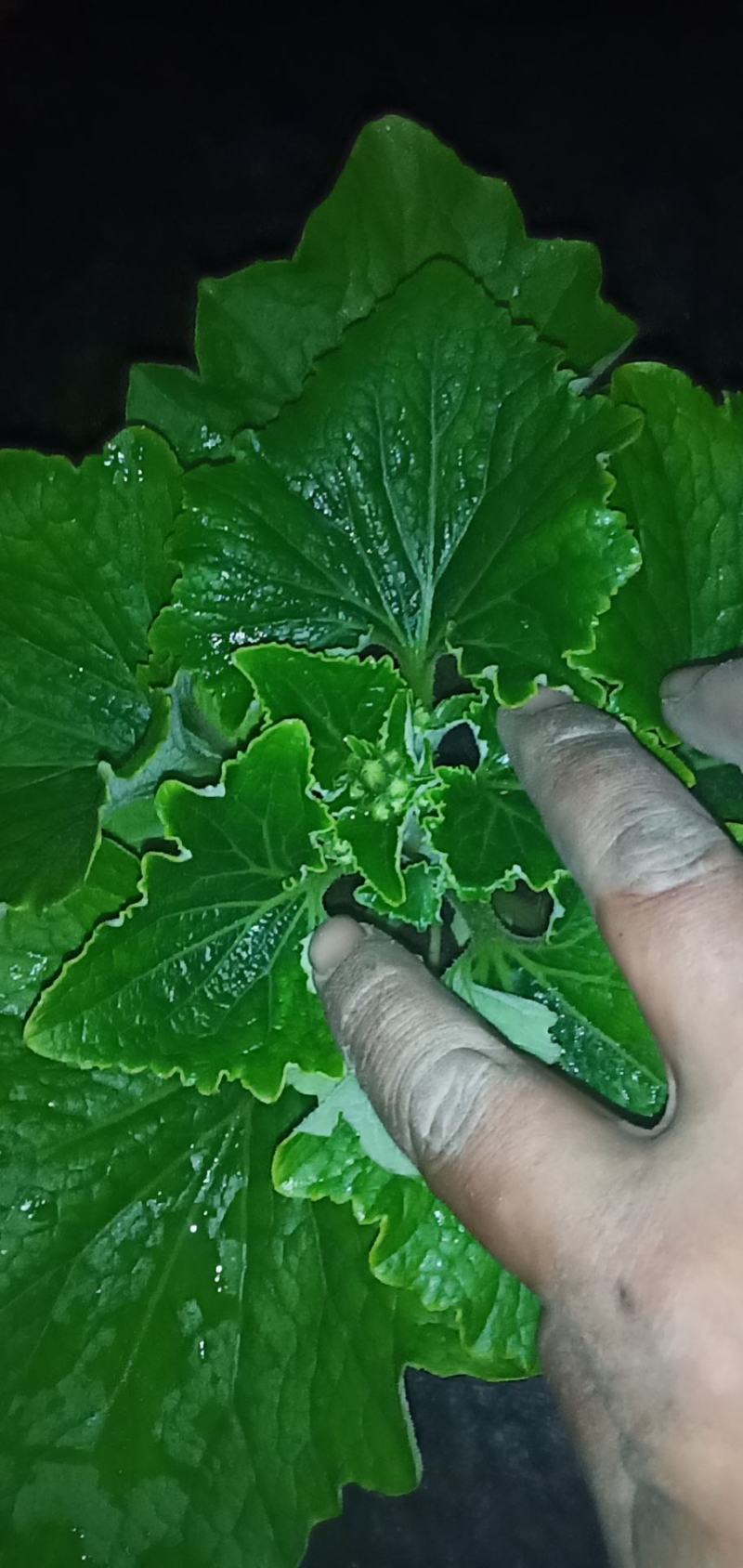 瓜叶菊基地直发质量保证数量充足现货出售欢迎咨询
