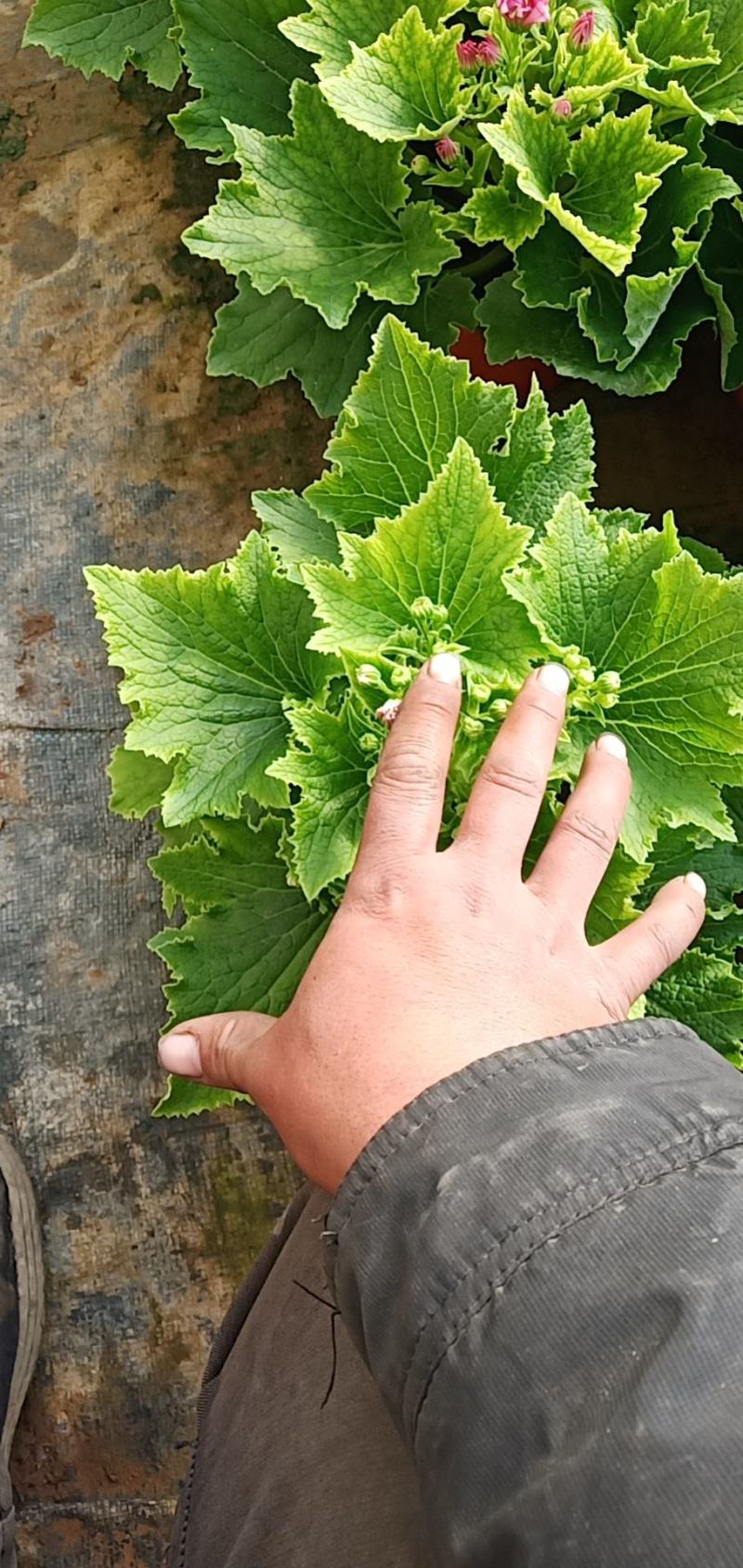 瓜叶菊基地直发质量保证数量充足现货出售欢迎咨询