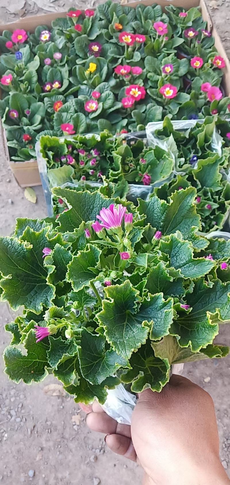 瓜叶菊基地直发质量保证数量充足现货出售欢迎咨询