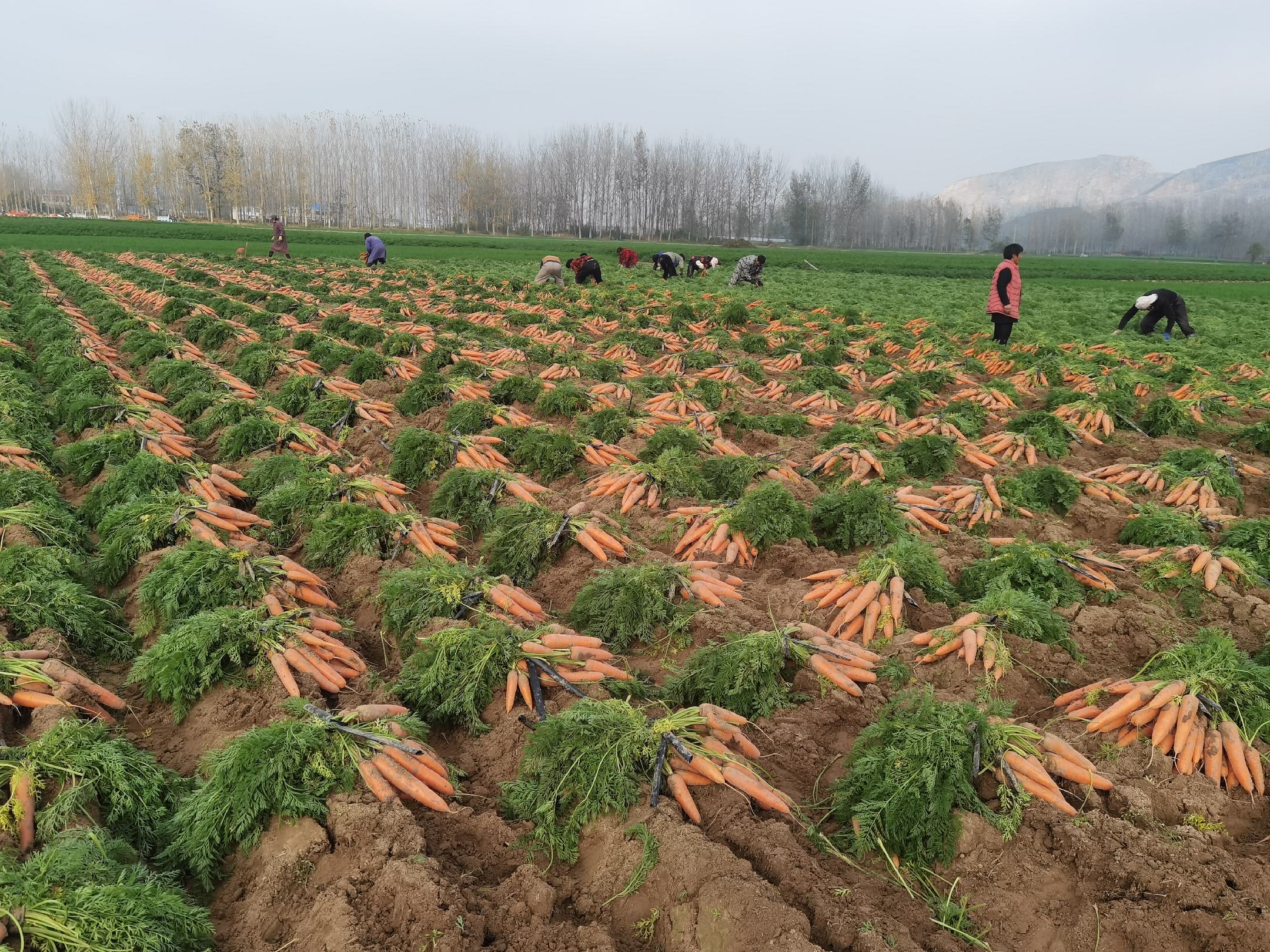 展示胡萝卜采收过程,农民正在田间收获胡萝卜,体现高产丰收的场景 胡萝卜采收现场图