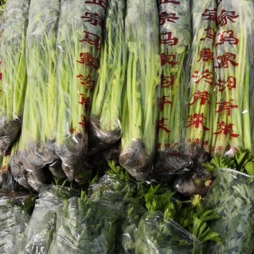 马家沟芹菜