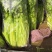 马家沟芹菜