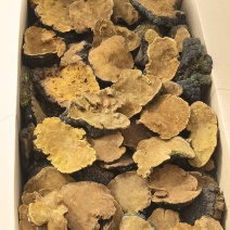 桑黄大量有货，欢迎老板打扰