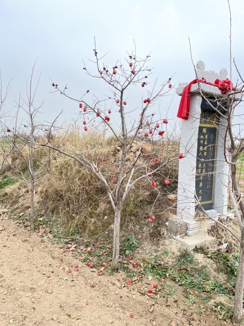 70-1米高分枝柿子树，地径6-10公分，高杆柿子树