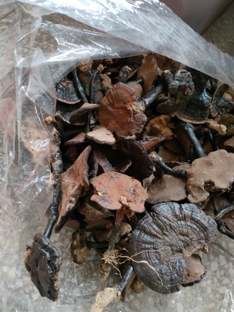 本地野生紫灵芝