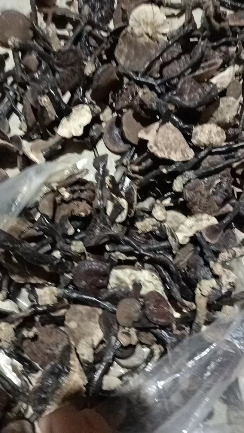 本地野生紫灵芝