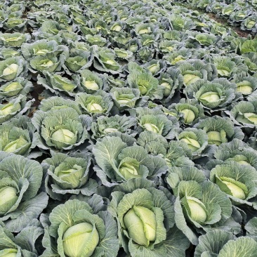 金丰一号包菜