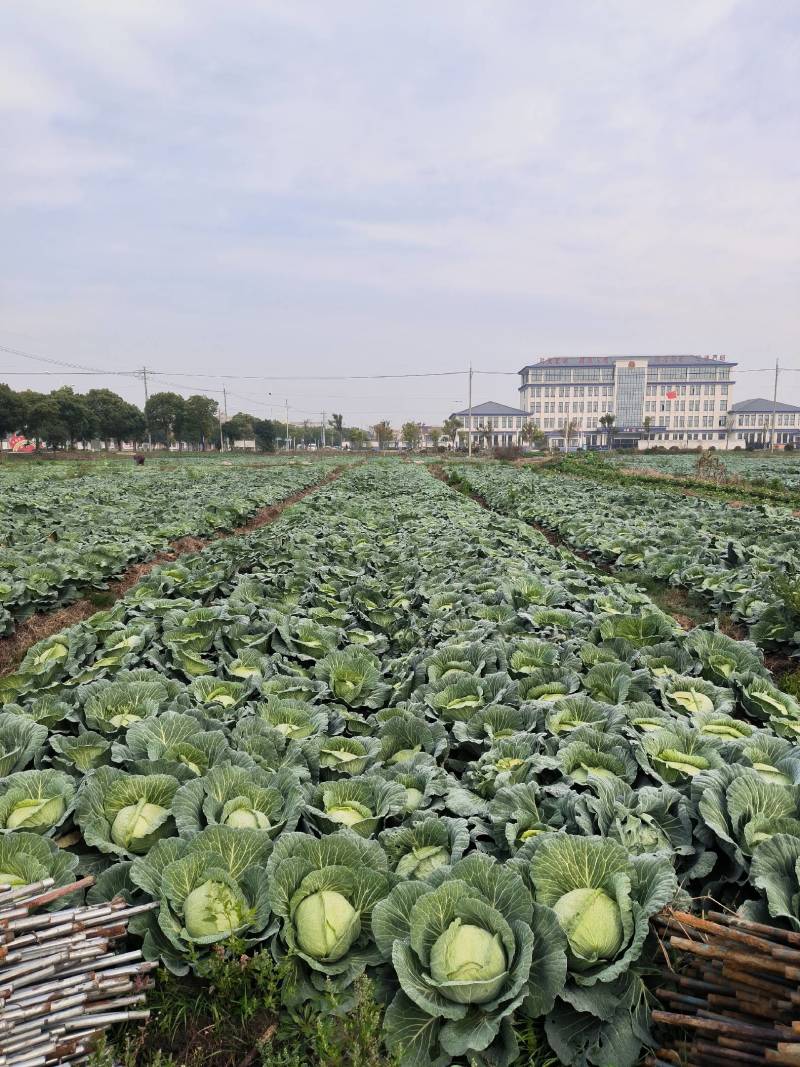 金丰一号包菜