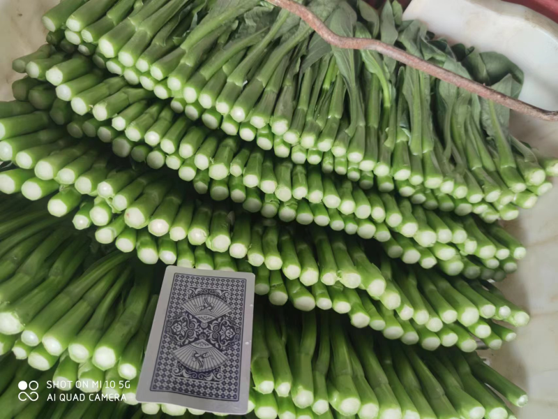 【精品】出口尖叶菜心，产地直发，一手货源，诚信商家，欢迎
