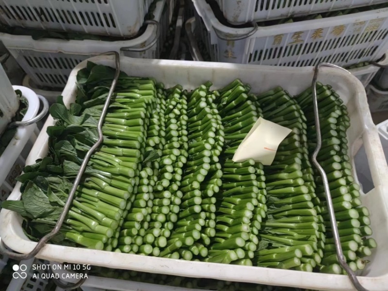 【精品】出口尖叶菜心，产地直发，一手货源，诚信商家，欢迎