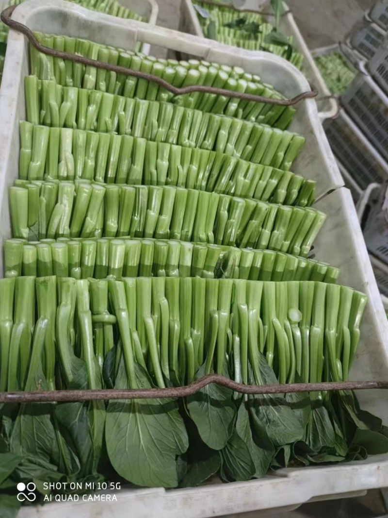 【精品】出口尖叶菜心，产地直发，一手货源，诚信商家，欢迎