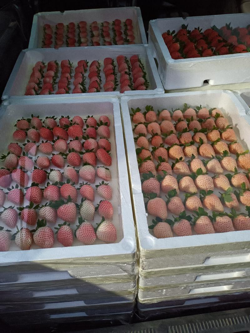 山东省济南市历城区董家镇张而甜宝草莓