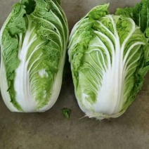 青杂白菜！好质量！各种包装可选！一条龙服务！