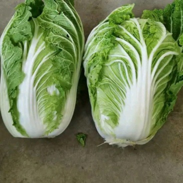 青杂白菜！好质量！各种包装可选！一条龙服务！