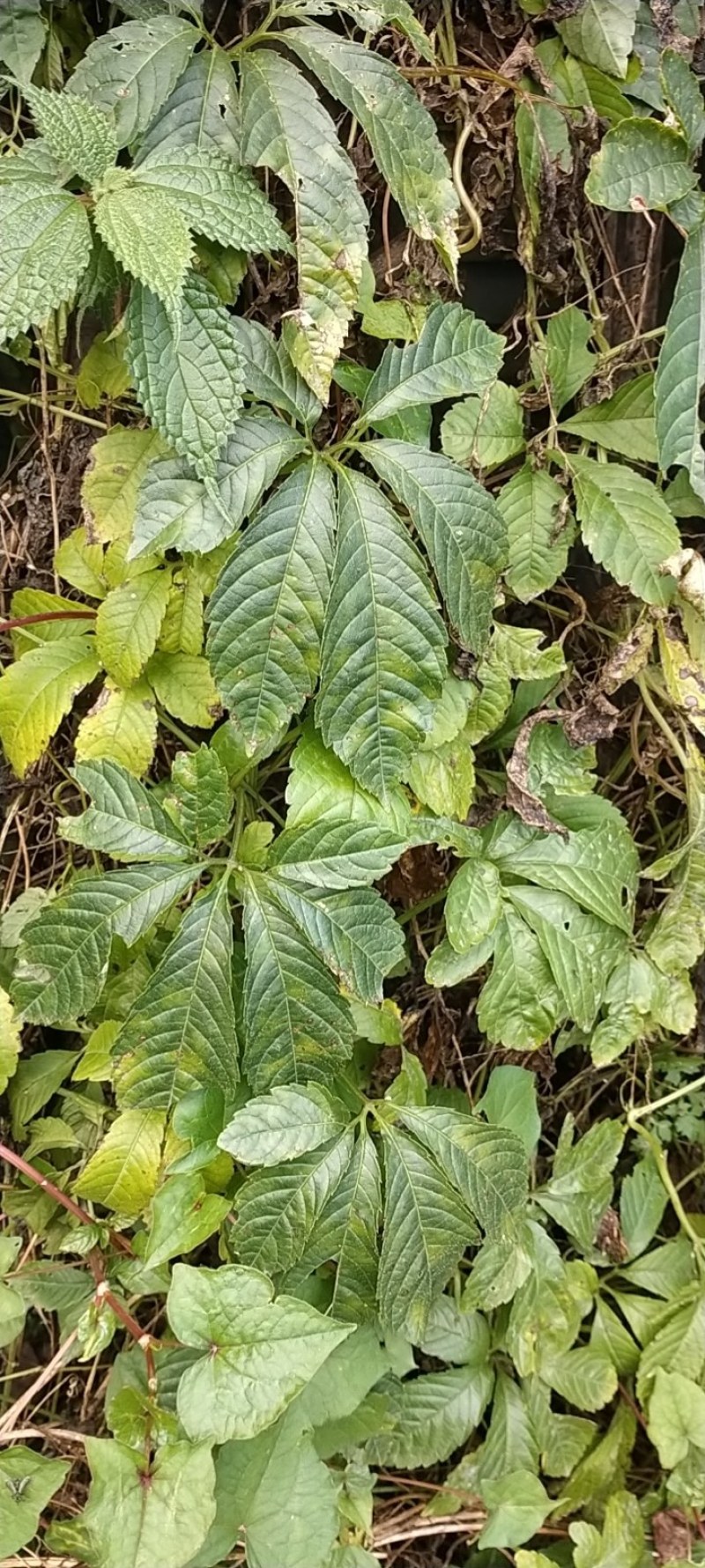 苦金盆大量现货