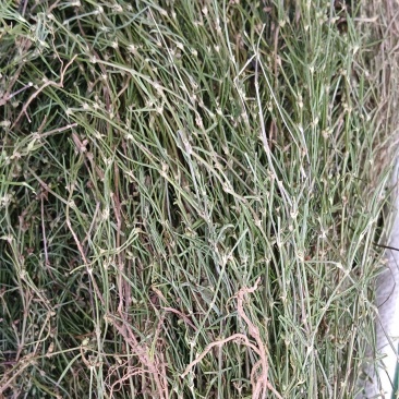 白花蛇舌草，中药材蛇舌草