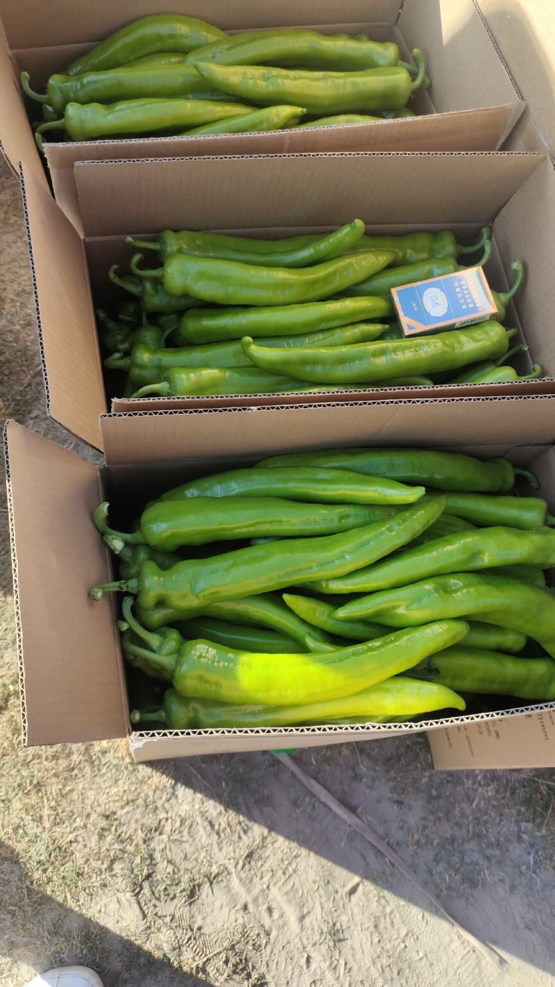 热销精品四川西昌螺丝椒品质好赖运输万亩辣椒大棚，品种多样