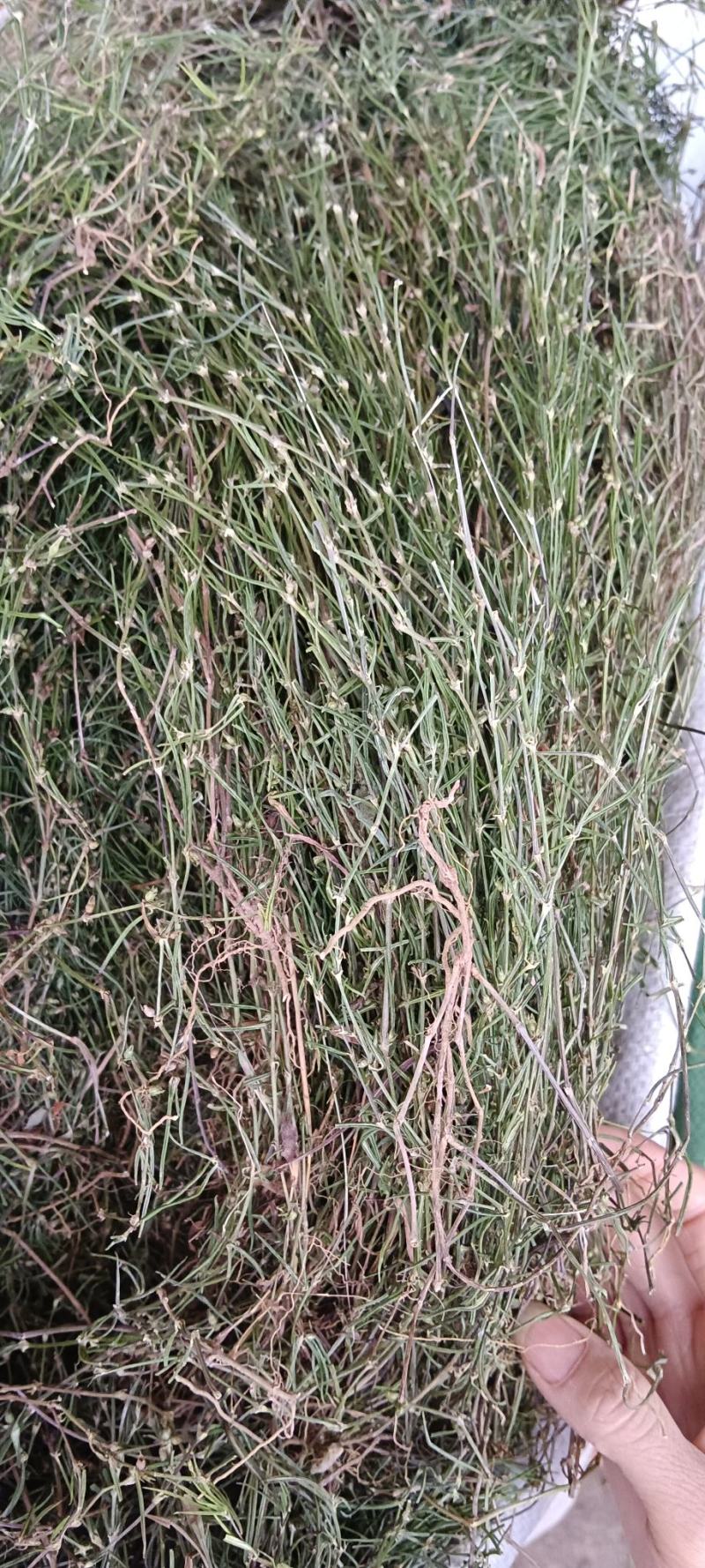 白花蛇舌草，中药材蛇舌草
