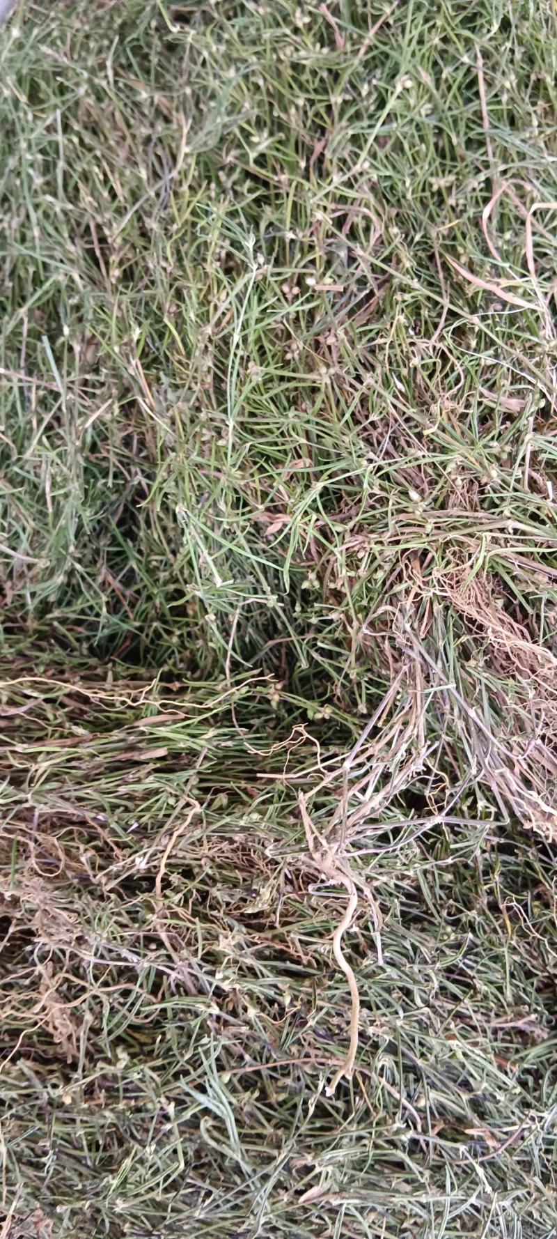 白花蛇舌草，中药材蛇舌草