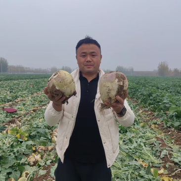 洋疙瘩芥菜疙瘩红皮疙瘩山东千亩种植基地品质保证