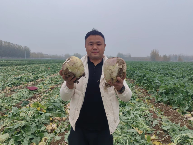 洋疙瘩芥菜疙瘩红皮疙瘩山东千亩种植基地品质保证