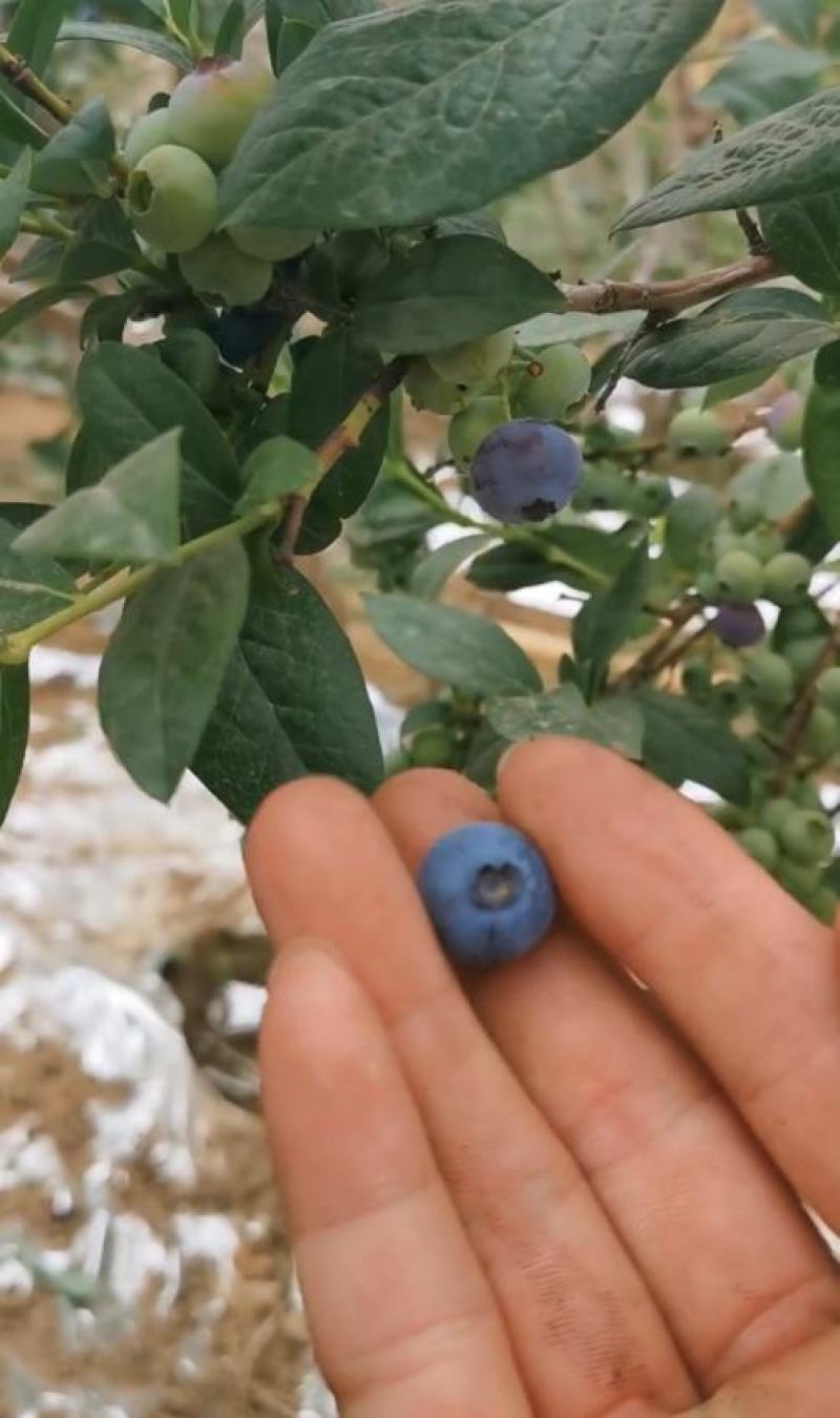 蓝莓苗果树苗L25蓝莓品种.早熟超大果，