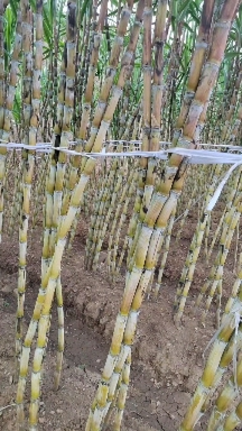 贵州黑皮甘蔗黄甘蔗大量上市了一手货源没有中间商