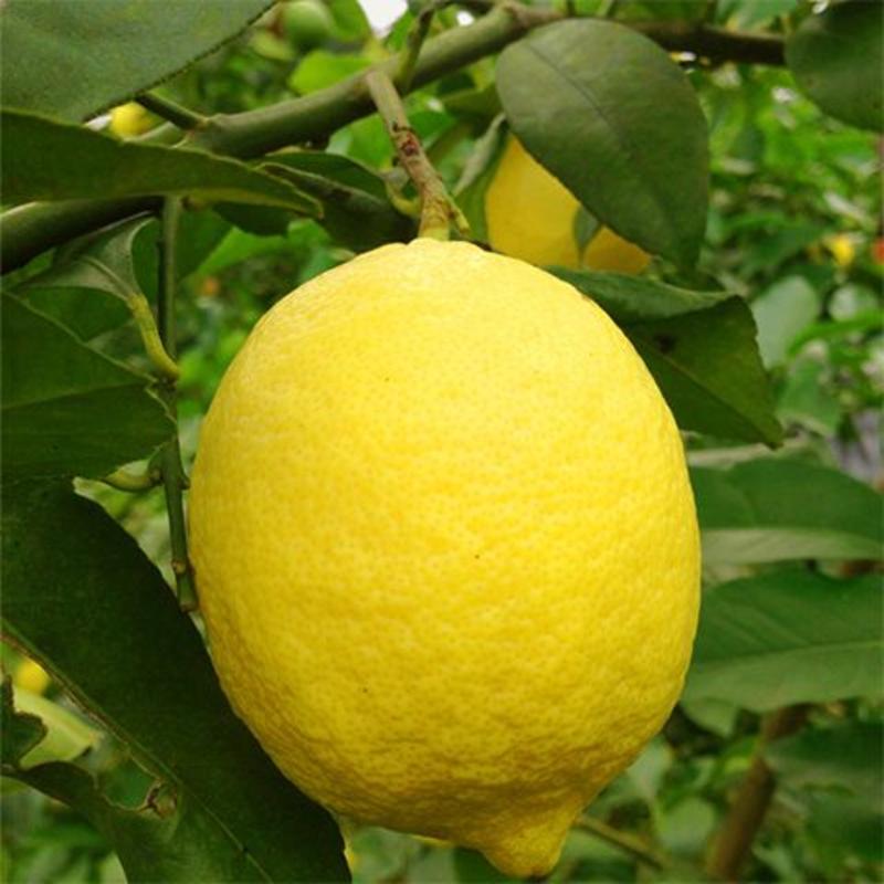 一件代发安岳柠檬黄柠檬商超品质全国饮品店采购源头产地