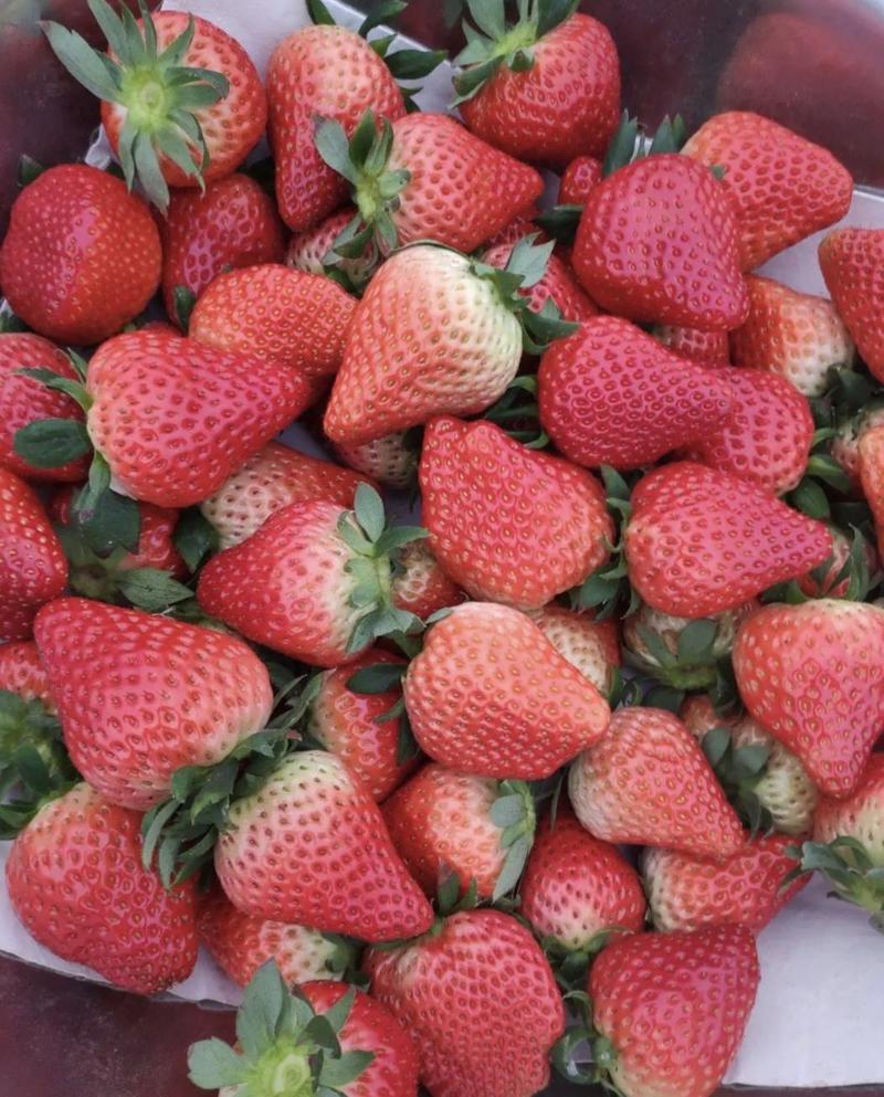 安徽蚌埠奶油草莓大量上市中，产地直供量大从欢迎进店选购
