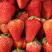 安徽蚌埠奶油草莓大量上市中，产地直供量大从欢迎进店选购
