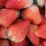 【推荐】安徽红颜草莓，量大充足，一手货源欢迎大家进店咨询