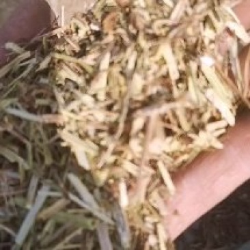 花生秧的草