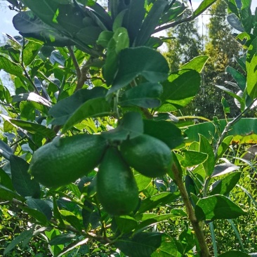 子弹头香水柠檬一一有果可以摘