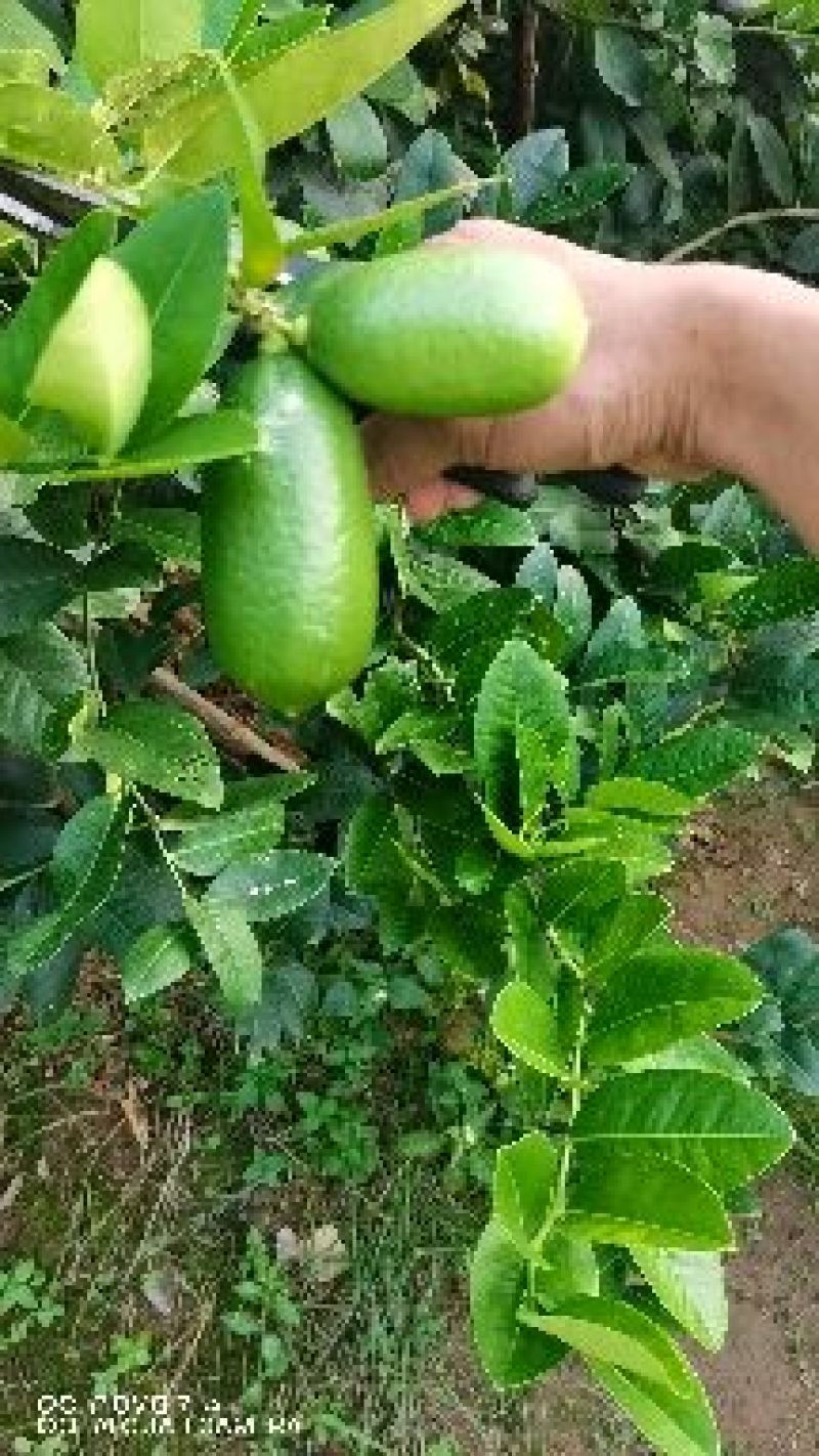 子弹头香水柠檬一一有果可以摘