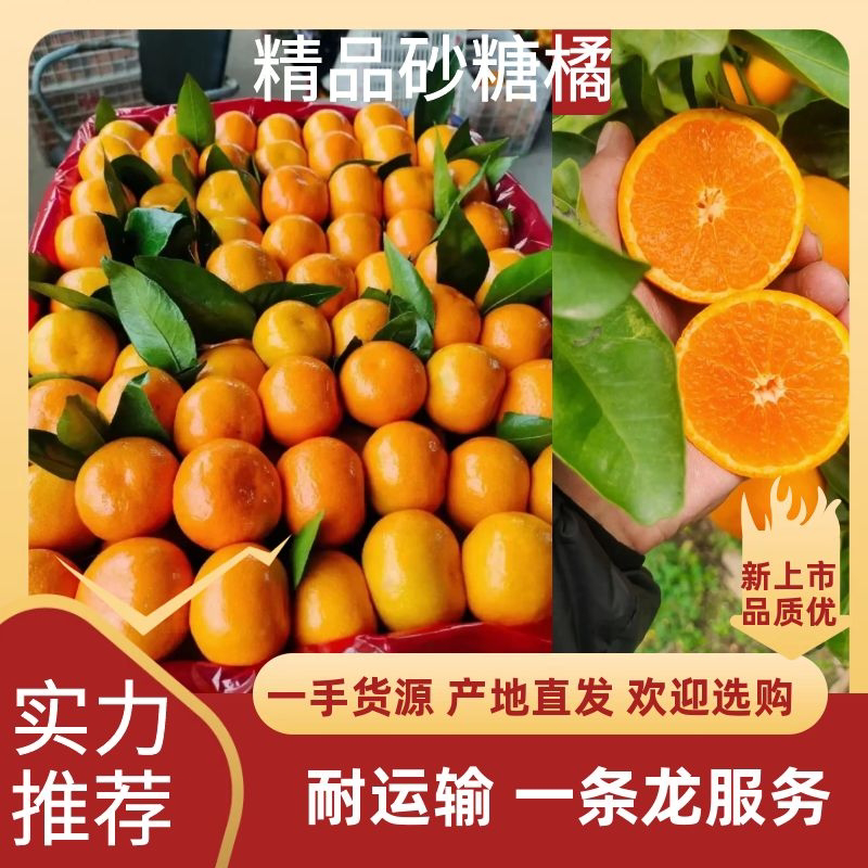 精品沙糖桔诚信经营实力代发大量供应可视频定货欢迎来电采购