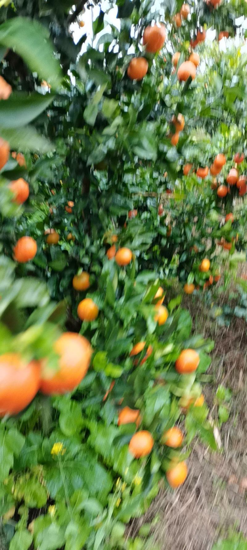 蜜桔，东方红蜜桔大量上市，货源充足保质保量，欢迎来电洽谈