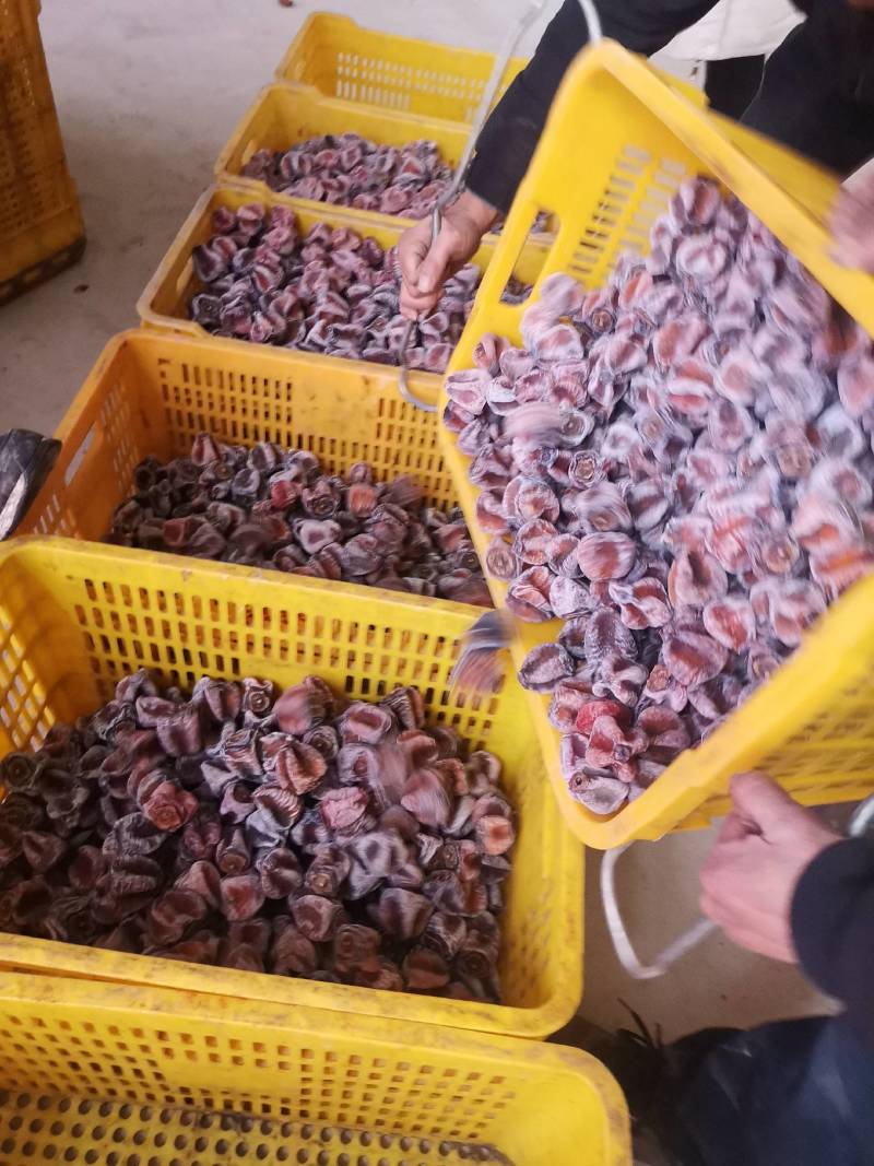 桂林产地柿饼地摊货，赶集批发江湖柿，大量有货广西产地货源