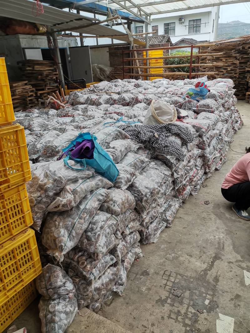 桂林产地柿饼地摊货，赶集批发江湖柿，大量有货广西产地货源