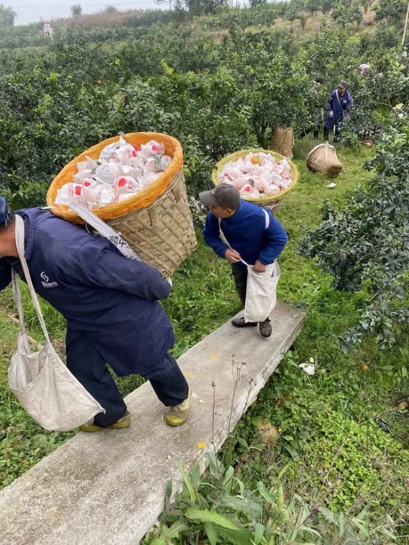 爱媛打包装箱中，套袋爱媛大量还有货，还可以接单哈🍊