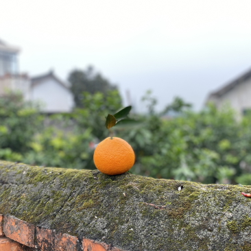 爱媛打包装箱中，套袋爱媛大量还有货，还可以接单哈🍊