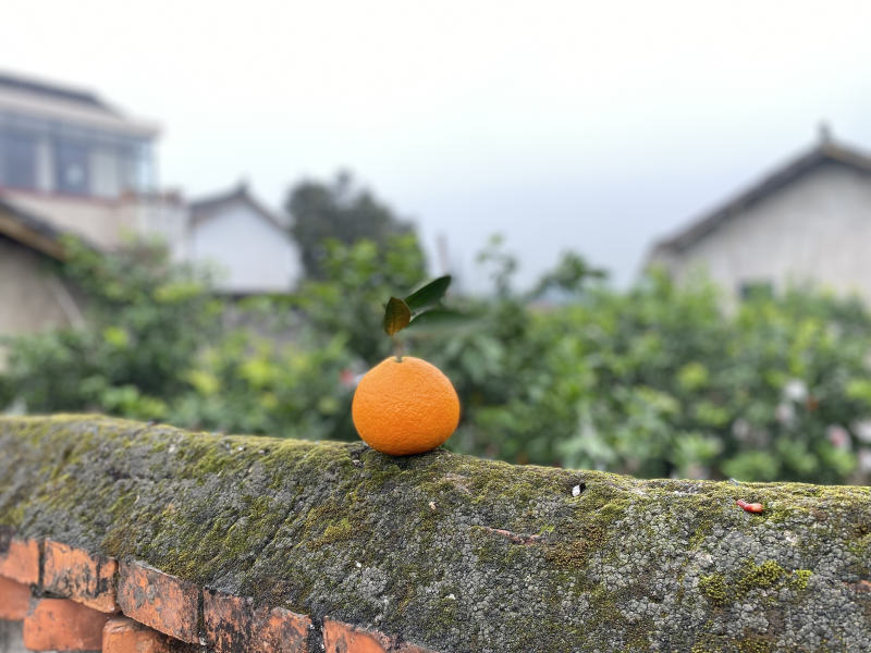 爱媛打包装箱中，套袋爱媛大量还有货，还可以接单哈🍊