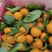 [蜜橘]湖北蜜橘柑橘柑桔口感很好产地直供保质保量