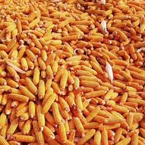大量出售，贵州毕节市威宁玉米粒，供应养殖场，饲料厂，等等