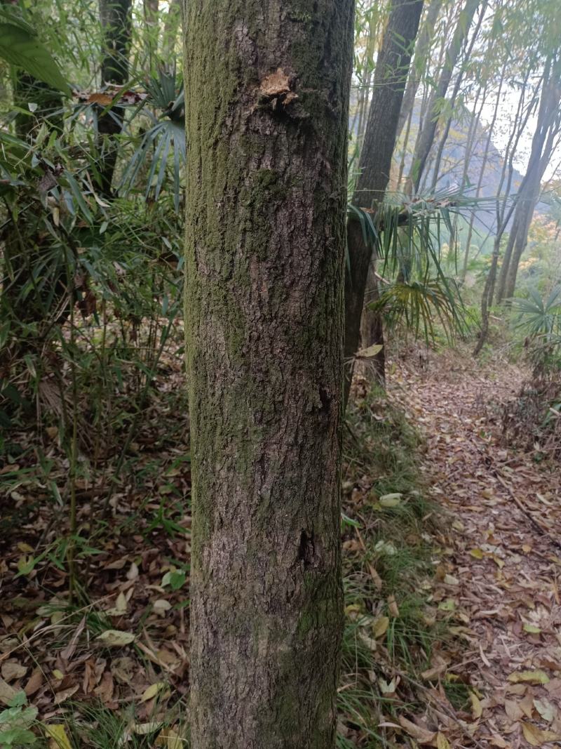 丝棉树