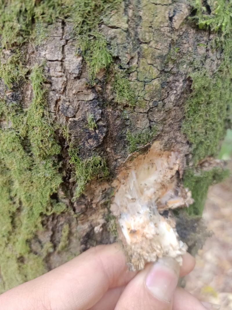 丝棉树