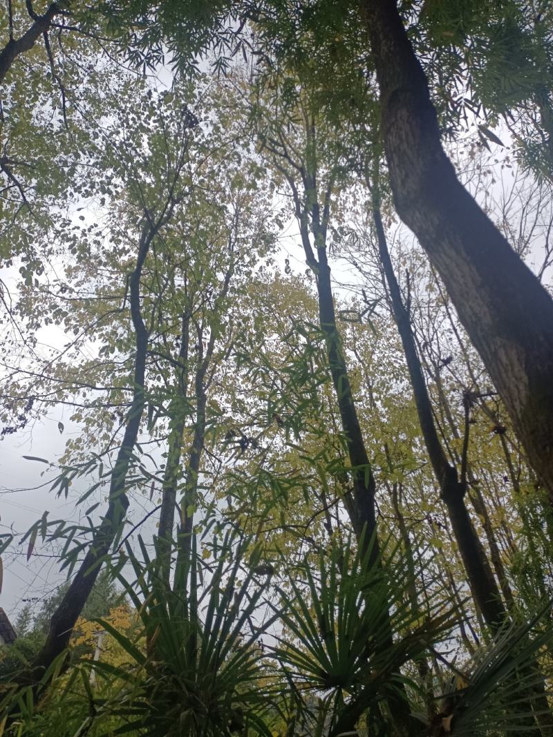 丝棉树