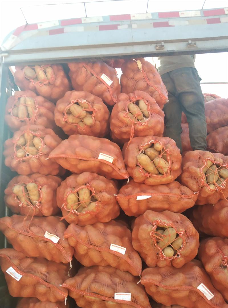 大量出售贵州威宁七号，云薯108，云薯104，，可以供应