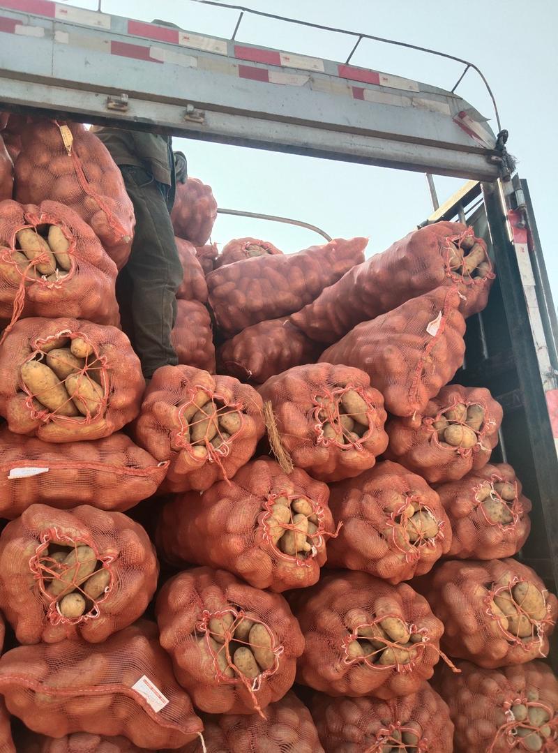大量出售贵州威宁七号，云薯108，云薯104，，可以供应