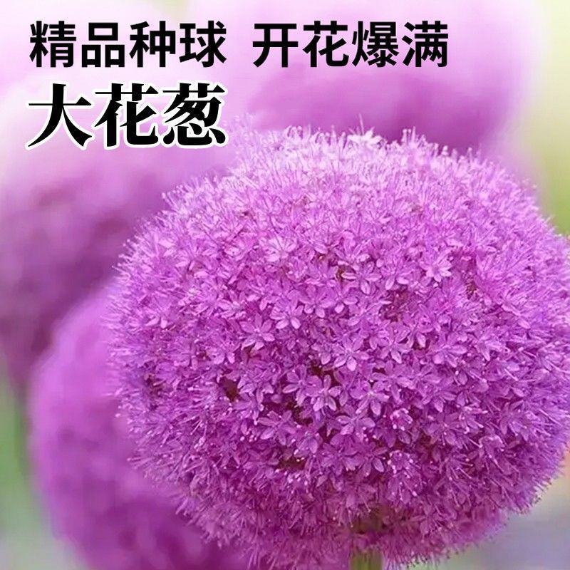 大花葱种球进口大花葱种子耐寒盆栽植物室外进口大花葱种球